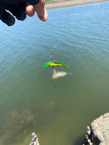 ハゼの釣果