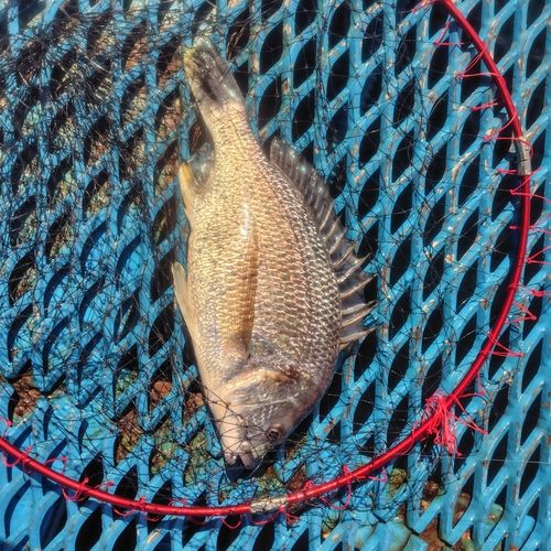 キビレの釣果