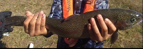 ニジマスの釣果