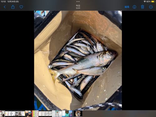 ニジマスの釣果