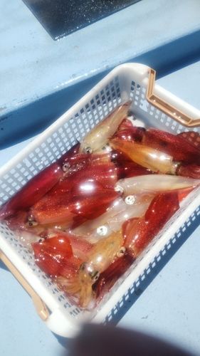 マルイカの釣果