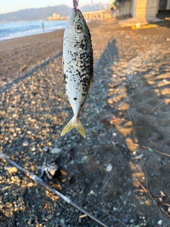 ワカシの釣果