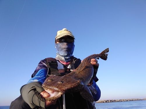 マゴチの釣果