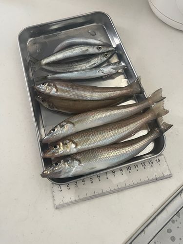 シロギスの釣果