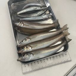 シロギス