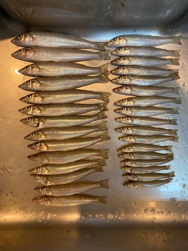 キスの釣果