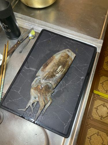 コウイカの釣果
