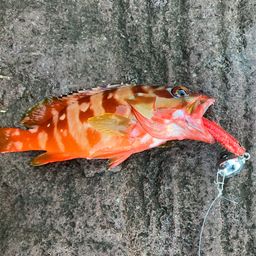 アカハタ