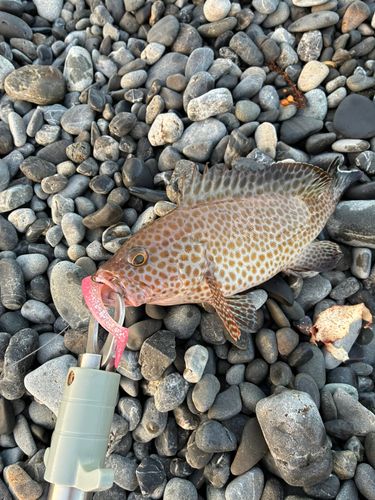 オオモンハタの釣果