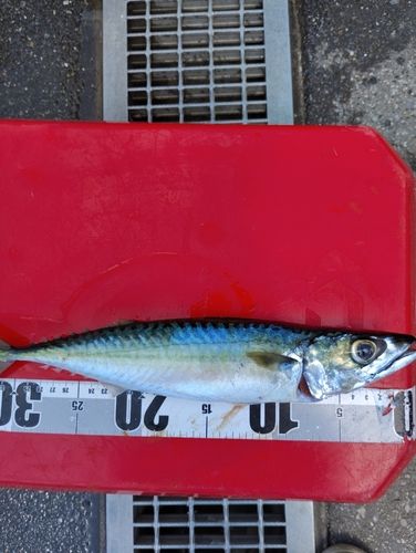 サバの釣果