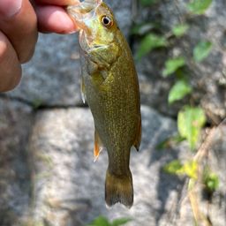 スモールマウスバス