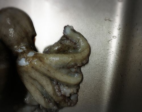 タコの釣果