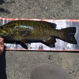 スモールマウスバス