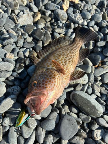 オオモンハタの釣果