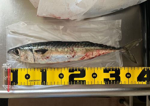サバの釣果