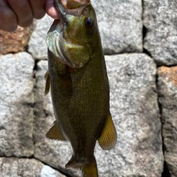 スモールマウスバス