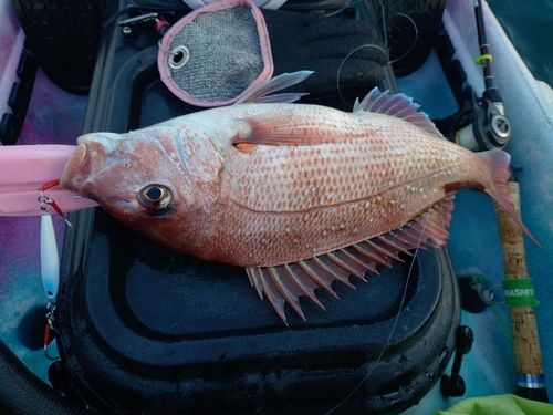 マダイの釣果
