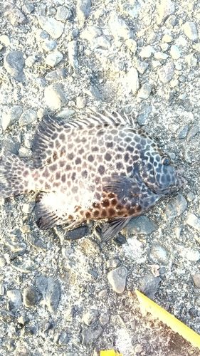 イシガキダイの釣果