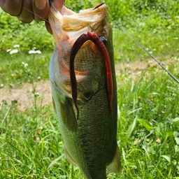 ブラックバス