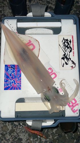 ケンサキイカの釣果