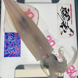 ケンサキイカ