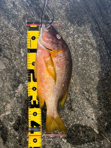 シブダイの釣果