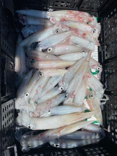 ケンサキイカの釣果
