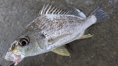 ホシミゾイサキの釣果