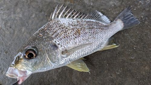 ホシミゾイサキの釣果