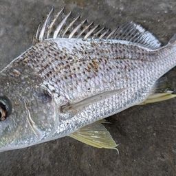 ホシミゾイサキ