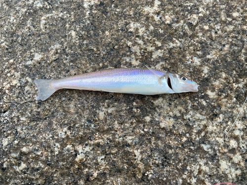 シロギスの釣果