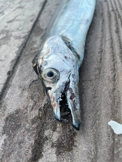 タチウオの釣果