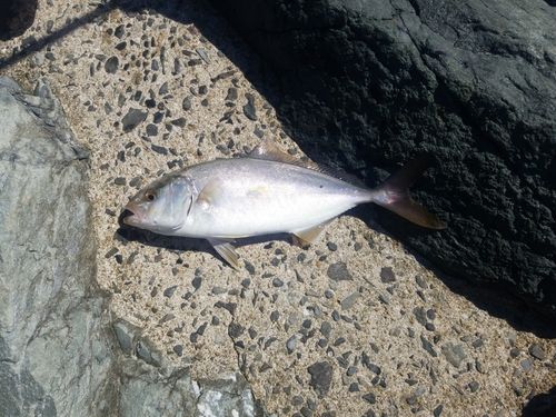 ネリゴの釣果