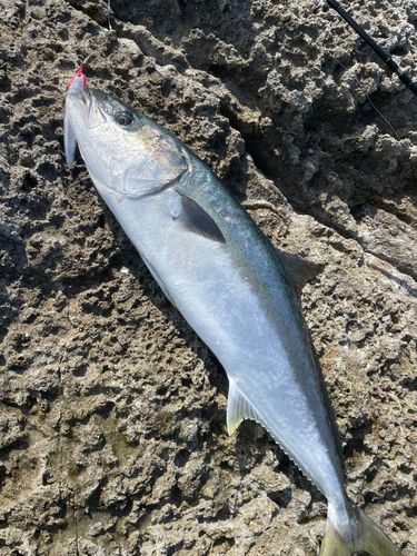 ヒラマサの釣果