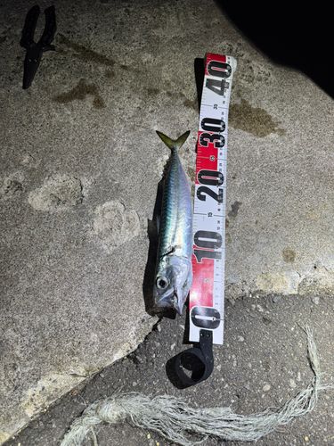 サバの釣果