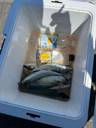 サバの釣果