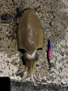 コウイカの釣果