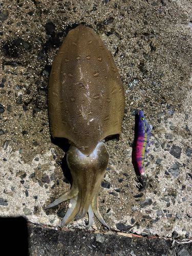 コウイカの釣果