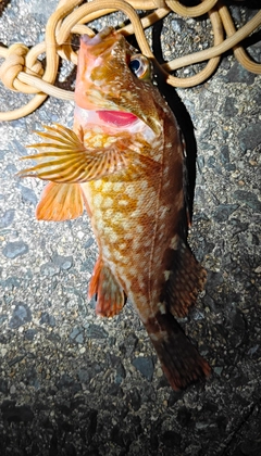 ガシラの釣果