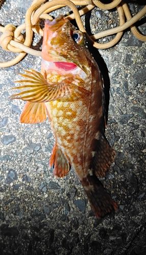 ガシラの釣果