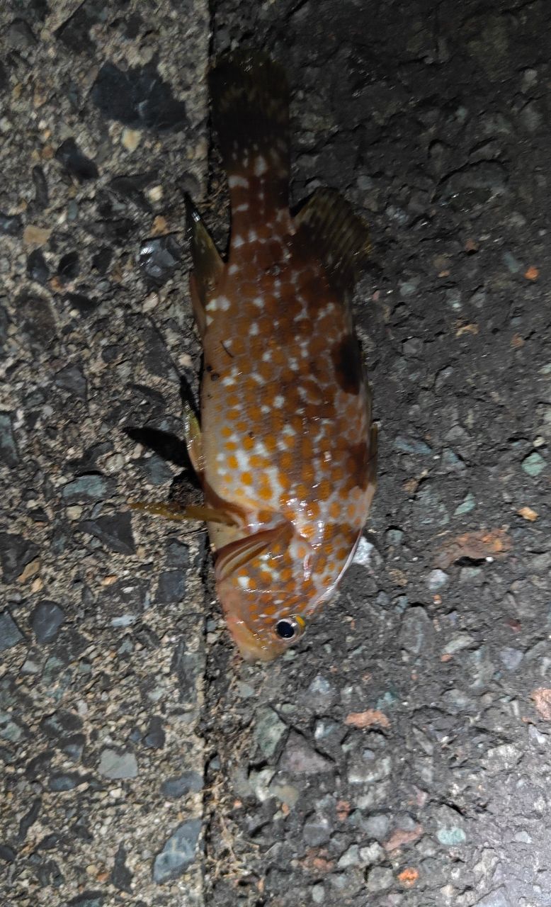 ガシラ