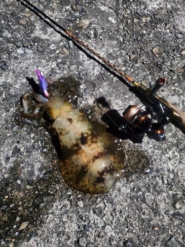 アオリイカの釣果