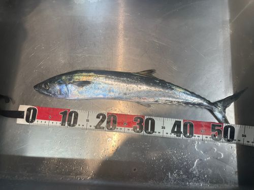 サゴシの釣果