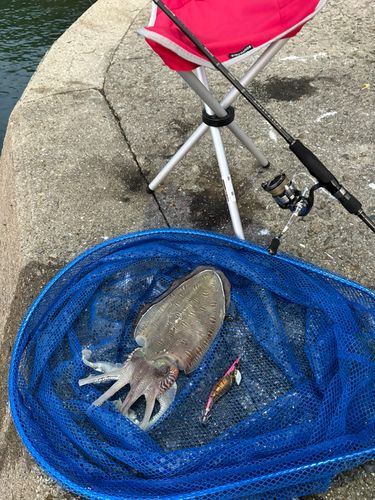 コウイカの釣果