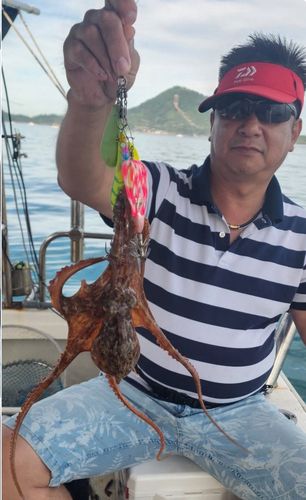 タコの釣果