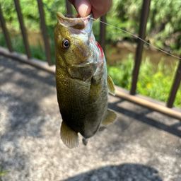 スモールマウスバス