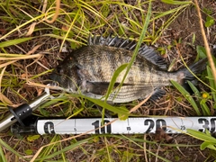クロダイの釣果