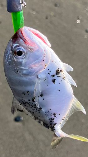 メッキの釣果
