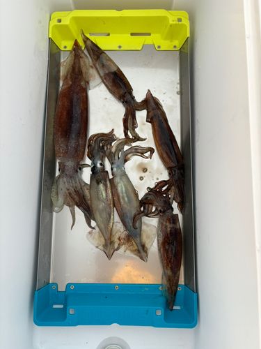 スルメイカの釣果
