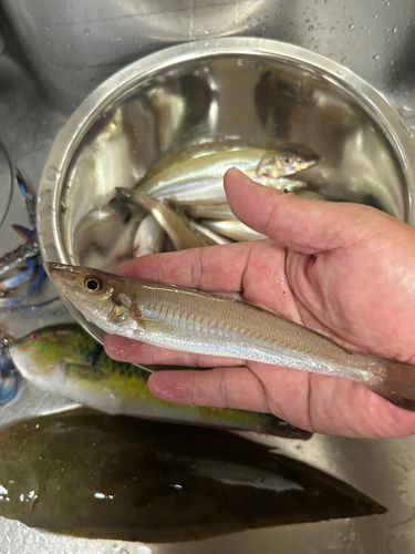 キスの釣果